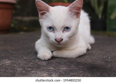 Kitten Poses Stock Photos, Images u0026 Photography  Shutterstock