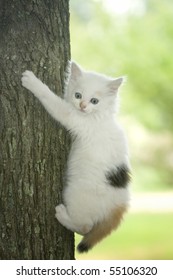 White kitten with bright blue eyes trying to climb a tree