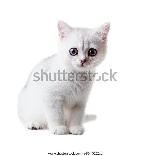 White Kitten British Shorthair Color Silver Stock Photo Edit Now