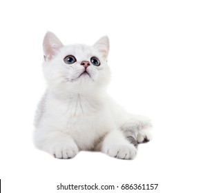 British Shorthair Cats Stock Images Royalty Free Images Vectors