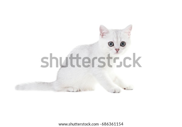 White Kitten British Shorthair Sits Color Stock Photo Edit Now