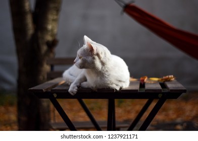 White kitten chilling on table.
