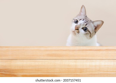 The white kitten was curiously looking up at the wooden table. interior studio room for display products - Powered by Shutterstock