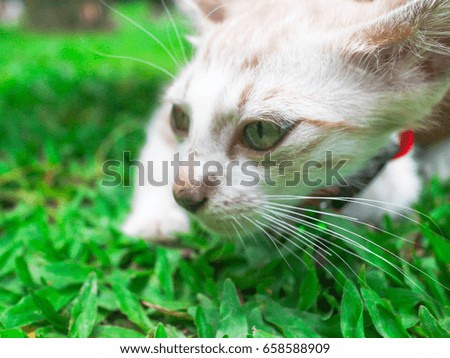 White Kitten, Cute Brown Eye, Green Grass, Red Collar.Cute pets are popular as pets.