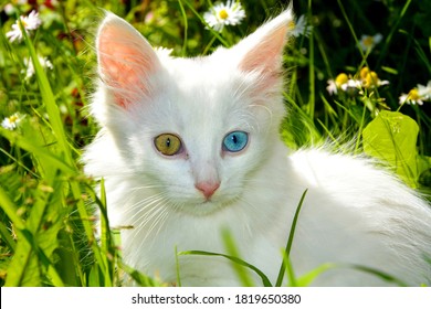 Kitten Differences Images, Stock Photos u0026 Vectors  Shutterstock