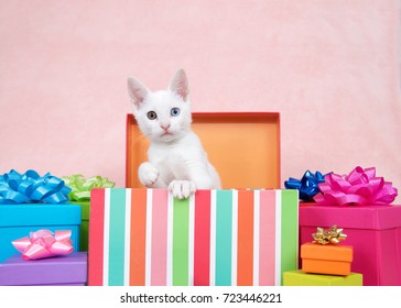 38,161 Cat present Images, Stock Photos & Vectors | Shutterstock