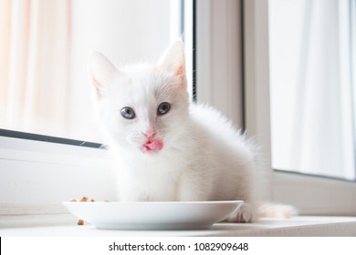 White Kitten Licks After Eating