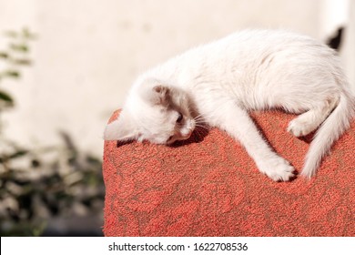 a white kitten on the back of a red chair outside is tired and asleep. the cat fell from fatigue - Powered by Shutterstock