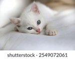 White kitten is playing with its cuteness