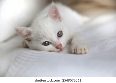 White kitten is playing with its cuteness - Powered by Shutterstock