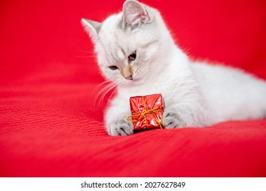 white kitten playing with gift box isolated on red background. Christmas and New Year concept 