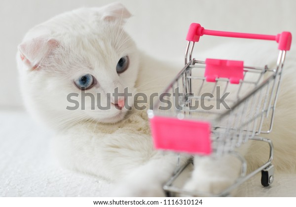 White kitten and shopping\
cart