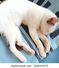 White Kitten Sleeping On The Thick Blanket