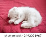 The white kitten is sleeping, playing, lying on a red blanket.