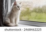 A white kitten with sweet eyes and long fur sits on a windowsill inside an apartment on a rainy day. Cat looks into the window.