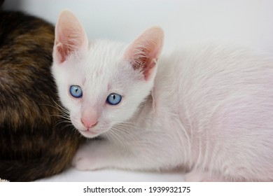 Gatitos blancos con ojos azules y gatitos negros khao hombres jugando con sus hermanos
