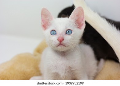 Gatitos blancos con ojos azules y gatitos negros khao hombres jugando con sus hermanos