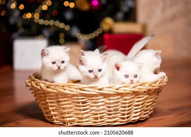 white kittens scottish fold cat in a basket. Scottish Straight new litter of white month old kittens. kittens for the new year.