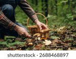 White knife, slicing by using it. Close up view of man that is doing mushroom picking in the forest.