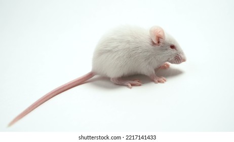 White Lab Mouse Albino Close-up, On White Background.