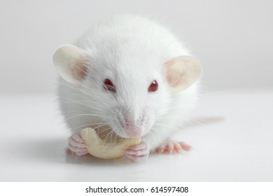 White Lab Rat Eating A Nut On A White Background