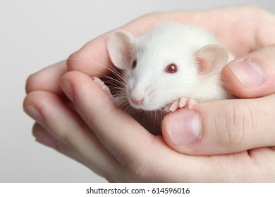 White Lab Rat In Hand On A White Background