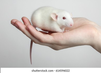 White Lab Rat In Hand On A White Background