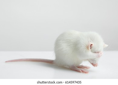 White lab rat on white background