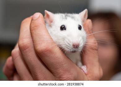 White Lab Rat In A Palm