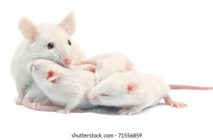 Souris Blanche High Res Stock Images Shutterstock