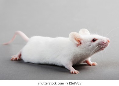 9,671 Lab mouse Images, Stock Photos & Vectors | Shutterstock