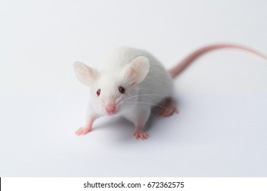 1,729 Albino mice Stock Photos, Images & Photography | Shutterstock