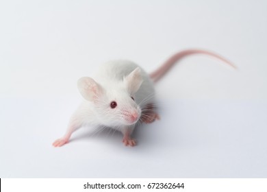 White laboratory mouse running on white background, close-up