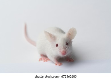 White laboratory mouse running on white background, close-up