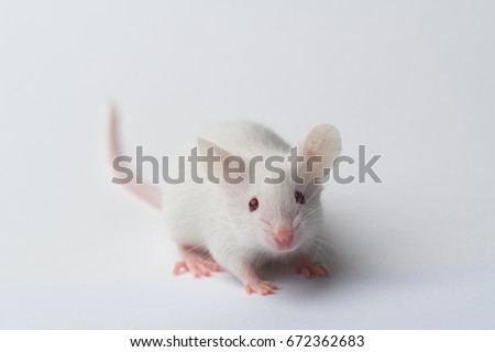 White laboratory mouse running on white background, close-up