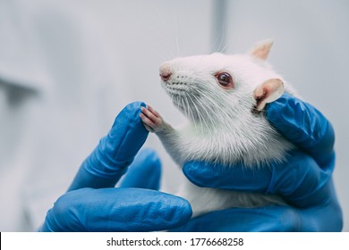 a white laboratory rat in the hands of a scientist in blue rubber gloves. healtcare & medicine