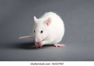 779 Transgenic animals Images, Stock Photos & Vectors | Shutterstock