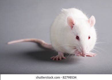 5,929 Rat Experiment Images, Stock Photos & Vectors | Shutterstock