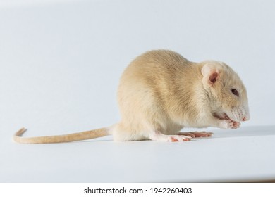 1,039 Ugly mouse Stock Photos, Images & Photography | Shutterstock