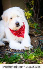 A White Labradoodle Dog Outside Relaxing In The Sun