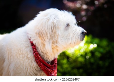 A White Labradoodle Dog Outside Relaxing In The Sun