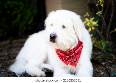 A White Labradoodle Dog Outside Relaxing In The Sun