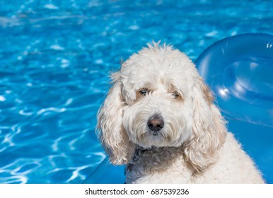 A White Labradoodle Dog Relaxes And Floats On A Pool Float In The Family Swimming Pool