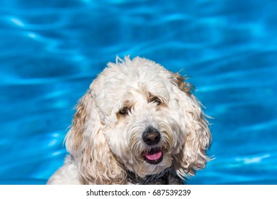 A White Labradoodle Dog Relaxes And Floats On A Pool Float In The Family Swimming Pool