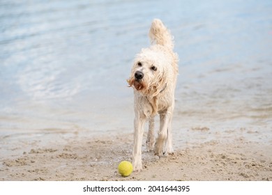 White Labradoodle dog walks on the water's edge. The dry dog walks half on the sandy beach and half in the water, tail up - Powered by Shutterstock