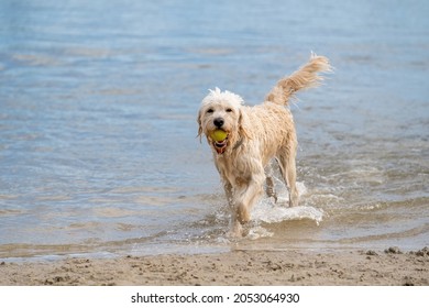 White Labradoodle dog walks on the water's edge. The dry dog walks half on the sandy beach and half in the water, tail up. - Powered by Shutterstock