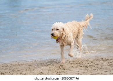 White Labradoodle dog walks on the water's edge. The dry dog walks half on the sandy beach and half in the water, tail up - Powered by Shutterstock