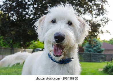 A White Labradoodle Looks Intently At The Camera