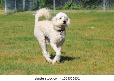 White Labradoodle Running On Grass