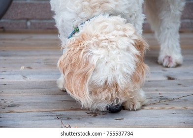 White Labradoodle Sniffing Stick On Wood Porch